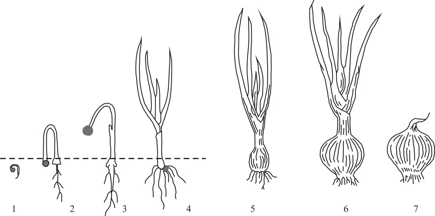 Стадии роста лука в картинках для детей